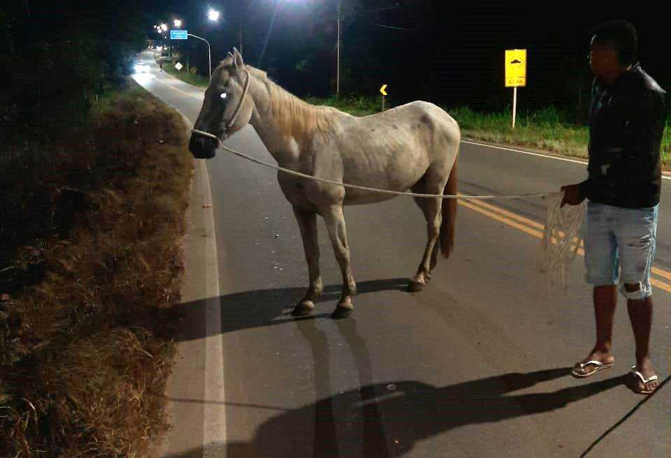 Camacã: Prefeitura intensifica apreensão de animais soltos pelas vias públicas da cidade